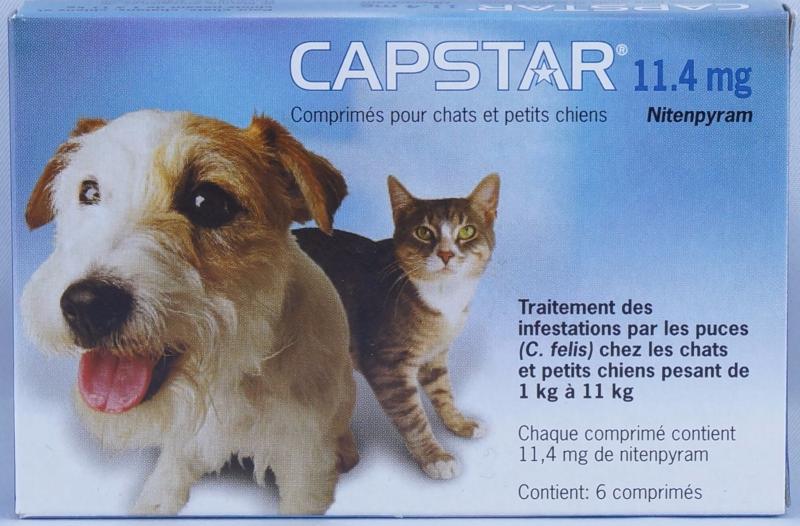 chat montbeliard